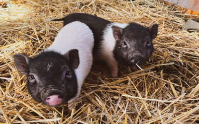 Prase Kune Kune a Göttingenské miniprase – Farmapark u Toma